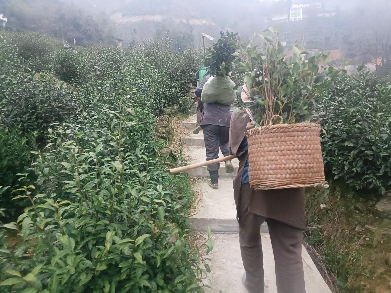 歙县璜田乡：护航茶季交通安全共筑安全生产防线