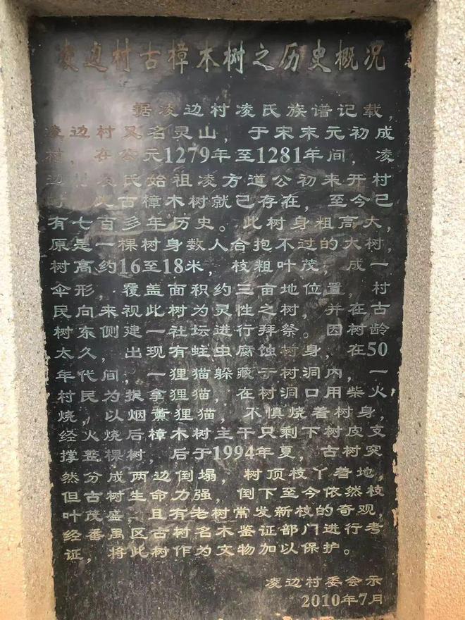 暑气腾腾来番禺打卡百年古树city不city啊？