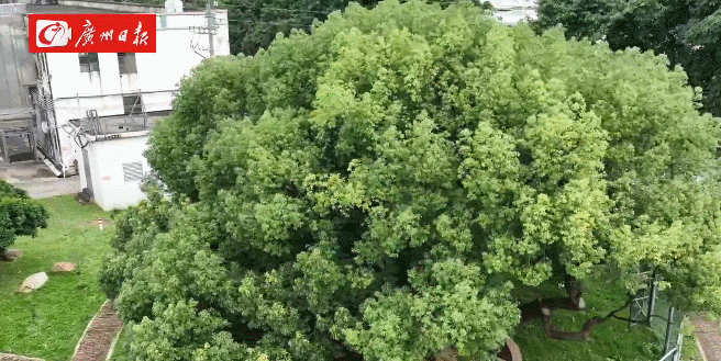 暑气腾腾来番禺打卡百年古树city不city啊？(图2)