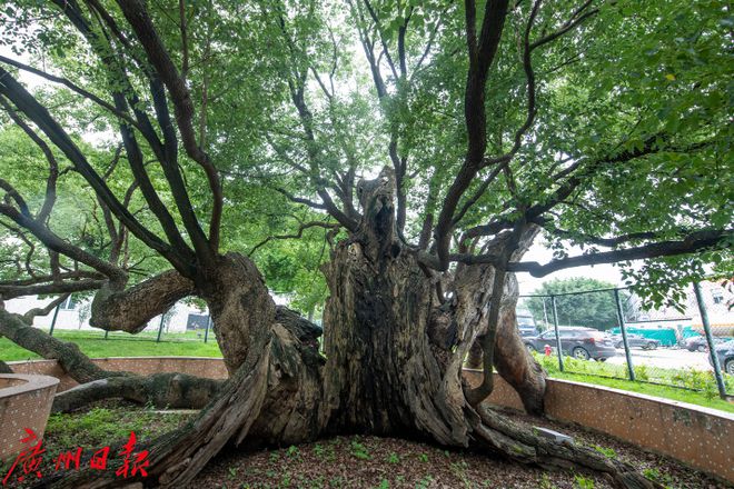 暑气腾腾来番禺打卡百年古树city不city啊？(图3)