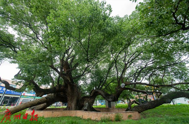 暑气腾腾来番禺打卡百年古树city不city啊？(图5)