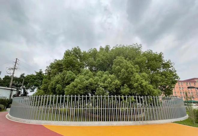 暑气腾腾来番禺打卡百年古树city不city啊？(图9)