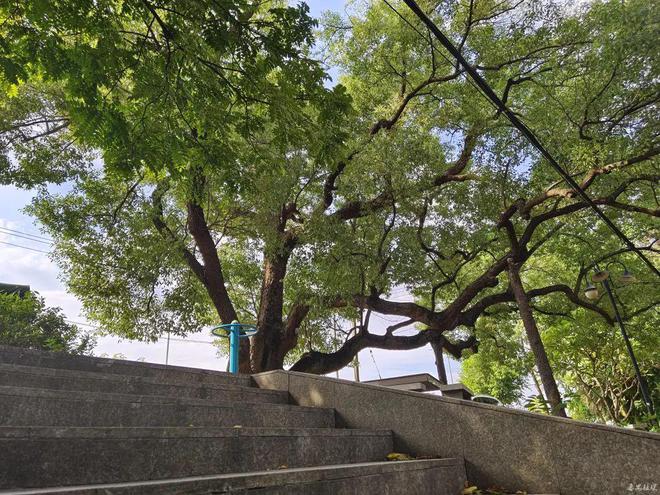 暑气腾腾来番禺打卡百年古树city不city啊？(图11)