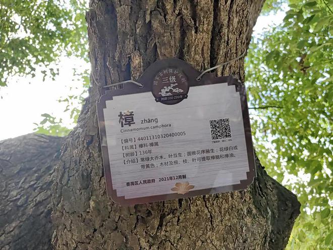 暑气腾腾来番禺打卡百年古树city不city啊？(图13)