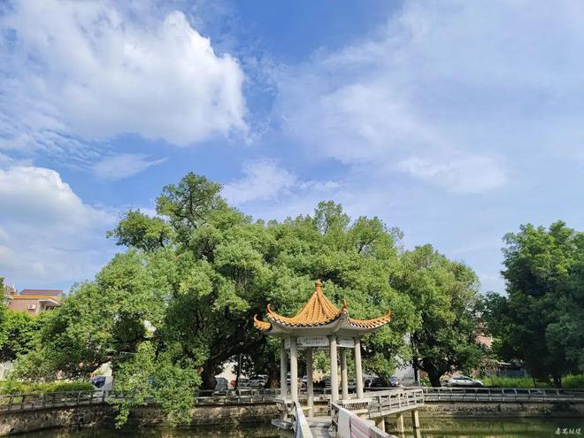 暑气腾腾来番禺打卡百年古树city不city啊？(图14)