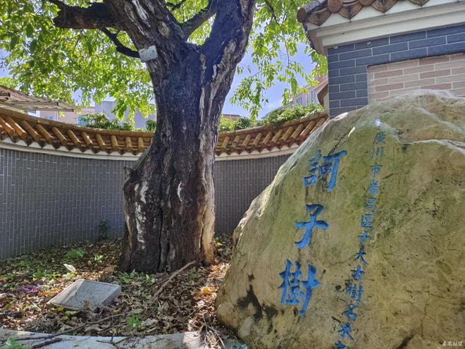 暑气腾腾来番禺打卡百年古树city不city啊？(图18)