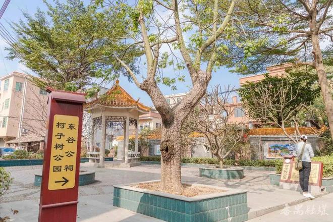 暑气腾腾来番禺打卡百年古树city不city啊？(图21)