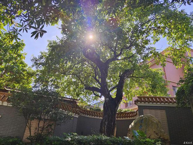 暑气腾腾来番禺打卡百年古树city不city啊？(图20)