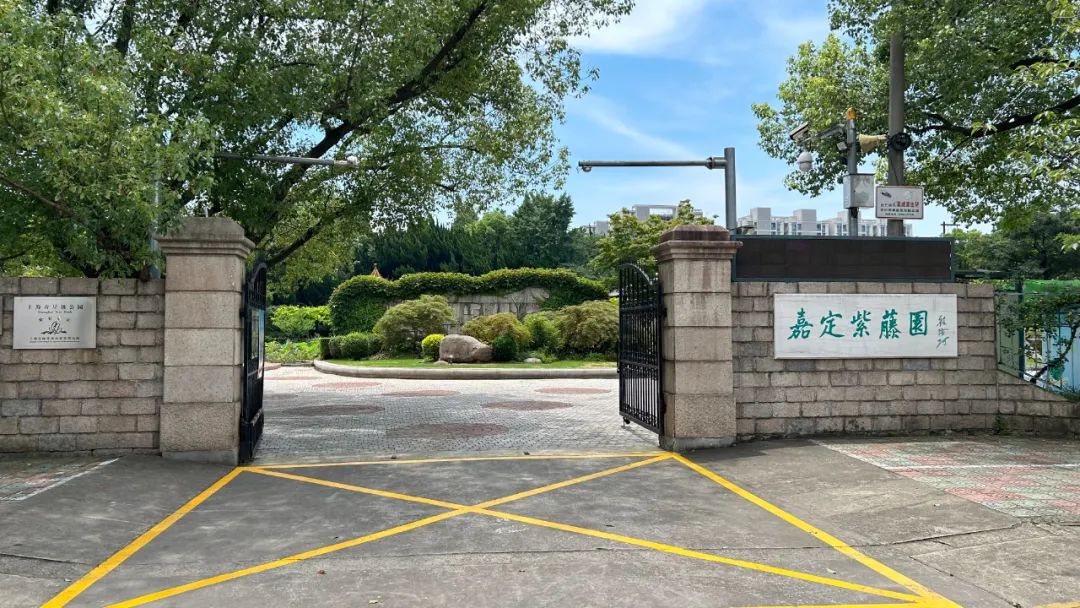 暮春限定的紫色浪漫~一起来了解嘉定最美紫藤胜地
