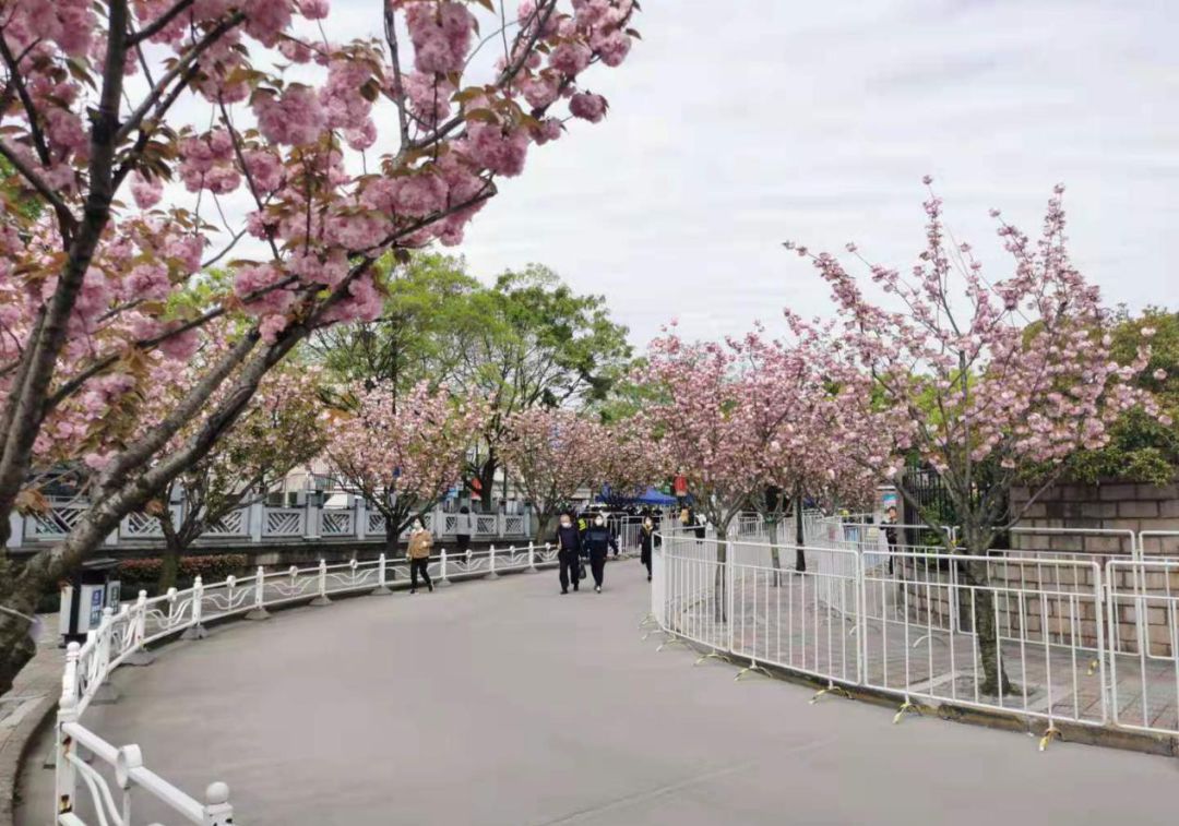 暮春限定的紫色浪漫~一起来了解嘉定最美紫藤胜地(图2)
