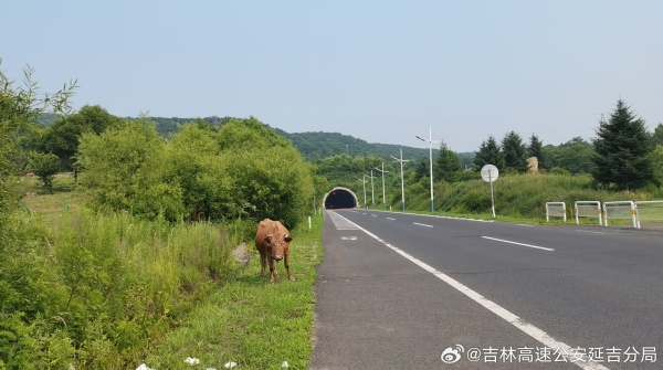 高速隧道附近发现黄牛巡逻民警及时驱赶除隐患