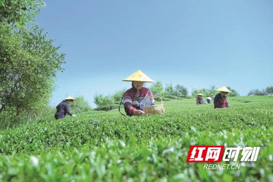组图沿着公路看星沙千里通衢接芳草(图5)