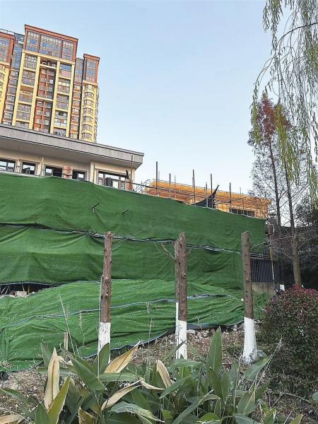 爱宠公园水杉等植物被破坏