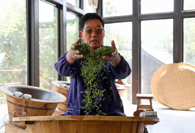 清明将至江苏多地春茶开采(图2)
