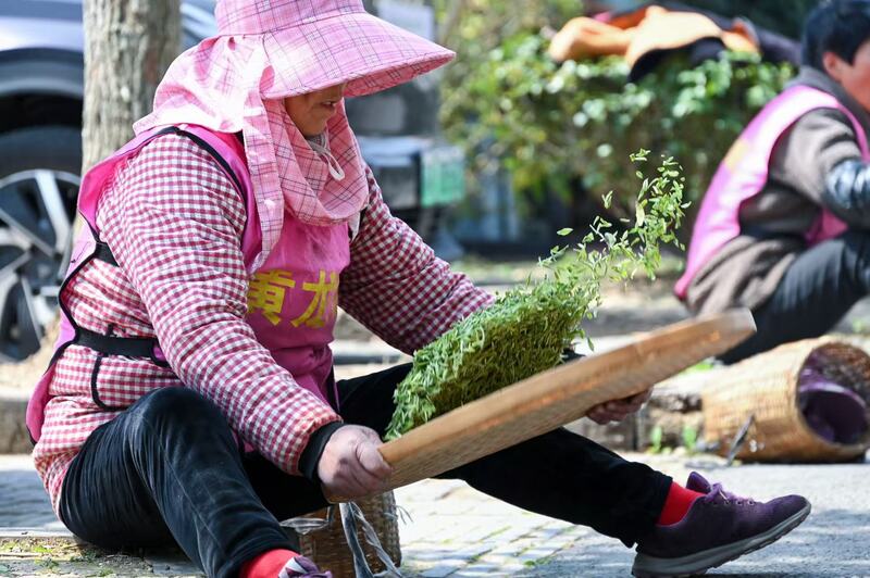 清明将至江苏多地春茶开采(图3)