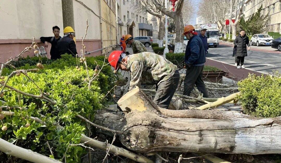 威海市环翠区开展行道树“理发”行动优化城市交通环境