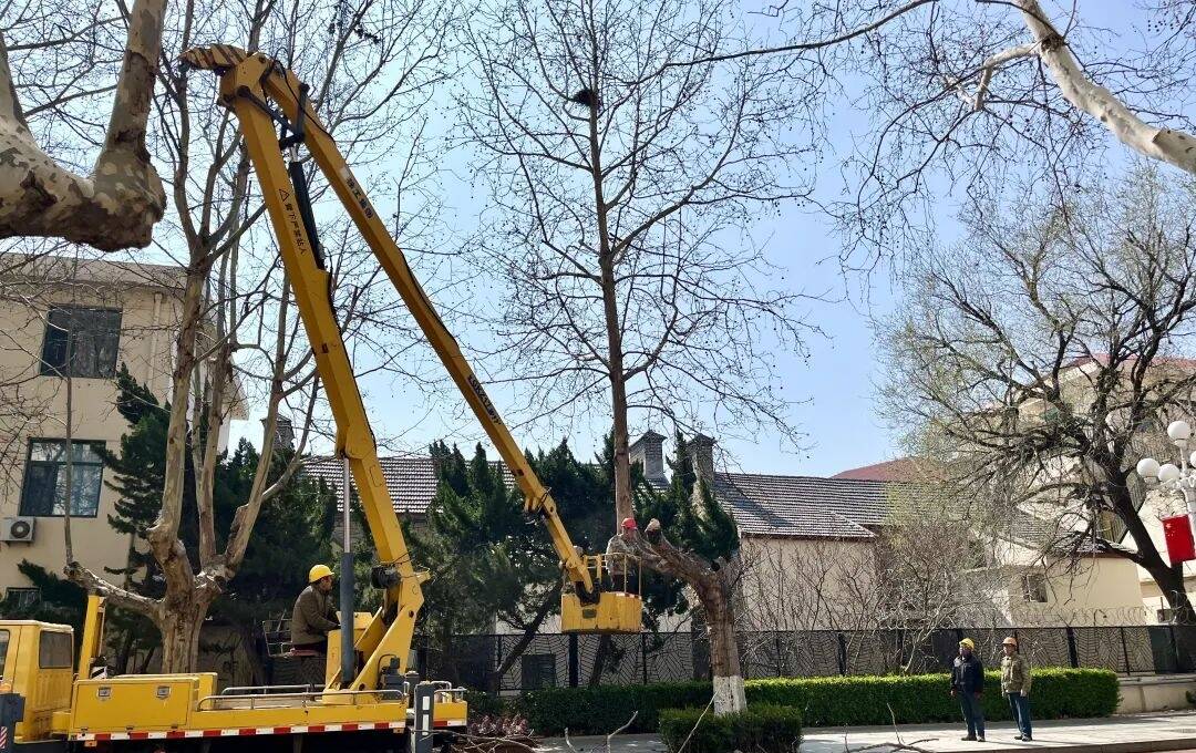 威海市环翠区开展行道树“理发”行动优化城市交通环境(图2)