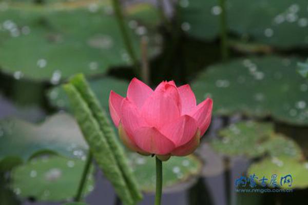 新奥正版免费资料