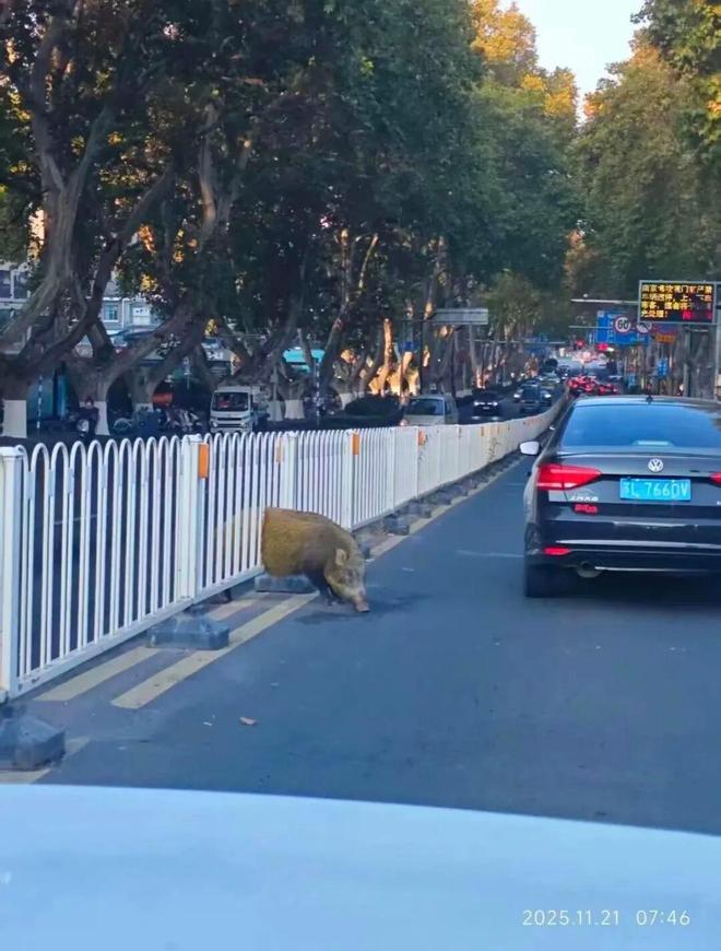 匆匆忙忙连滚带爬！南京一头野猪横穿马路时卡在路中央护栏上急等救援！多部门赶到现场处置