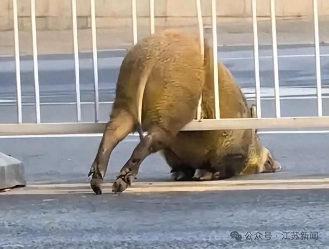 南京一头野猪横穿马路被卡护栏脱困后已放归紫金山