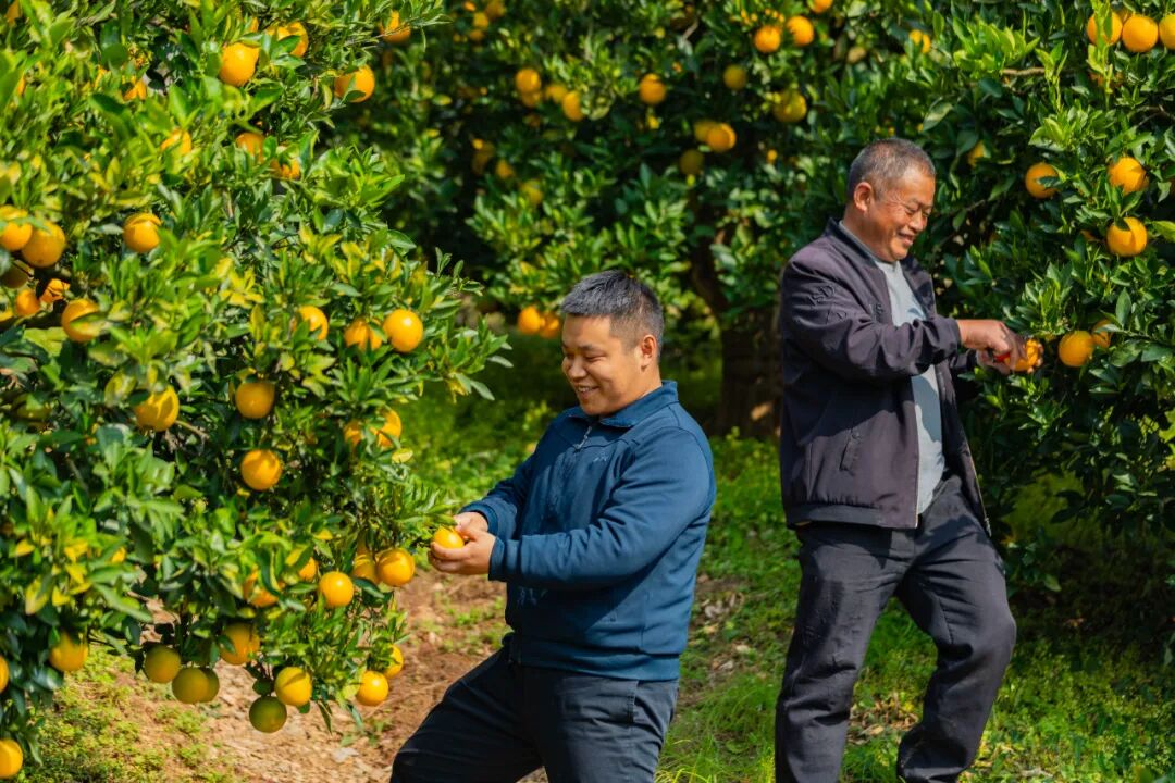 连续两年全省第一！宜昌9地干了啥？(图2)